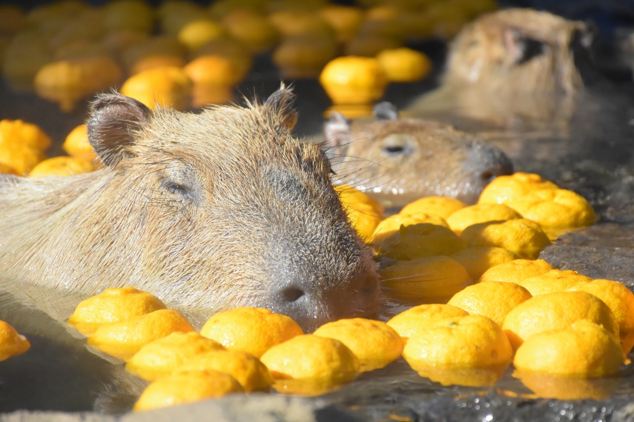 伊豆仙人掌動物園