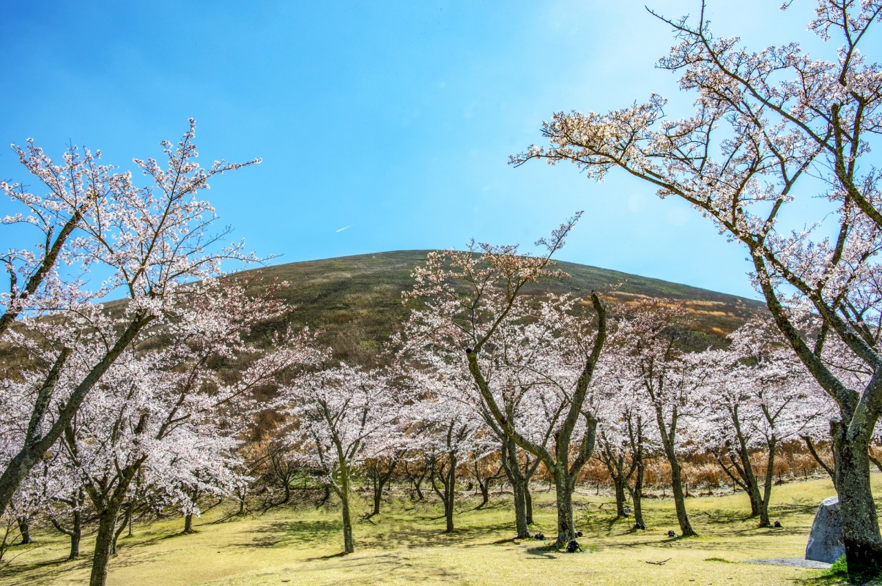 사쿠라노사토