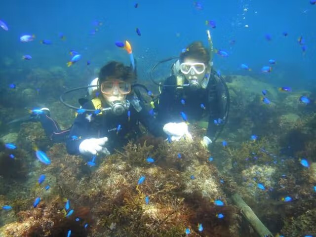 Dive Shop 宝島