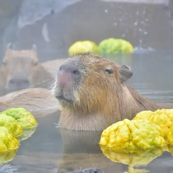 伊豆シャボテン動物公園